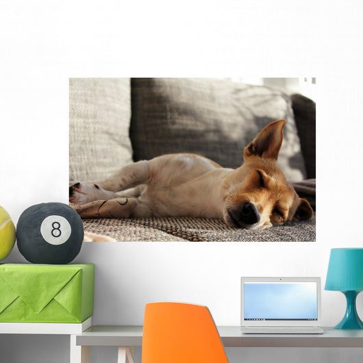 Jack Russell Terrier macht Mittagsschläfchen Wall Mural