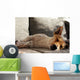 Jack Russell Terrier macht Mittagsschläfchen Wall Mural