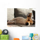 Jack Russell Terrier macht Mittagsschläfchen Wall Mural