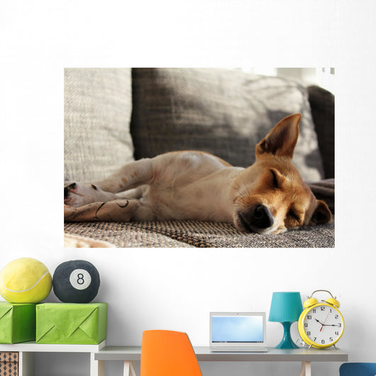 Jack Russell Terrier macht Mittagsschläfchen Wall Mural