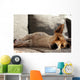 Jack Russell Terrier macht Mittagsschläfchen Wall Mural