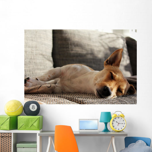 Jack Russell Terrier macht Mittagsschläfchen Wall Mural
