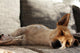 Jack Russell Terrier macht Mittagsschläfchen Wall Mural
