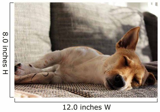 Jack Russell Terrier macht Mittagsschläfchen Wall Mural