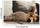 Jack Russell Terrier macht Mittagsschläfchen Wall Mural