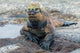 Galapagos marine iguana, Isabela island Wall Mural