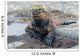 Galapagos marine iguana, Isabela island Wall Mural