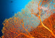 Couple of scuba divers on coral reef Wall Mural