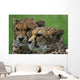 Gepard Wall Mural