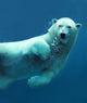 Polar bear underwater Wall Mural
