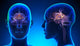Female Limbic System Brain Anatomy - blue concept Wall Mural