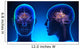 Female Limbic System Brain Anatomy - blue concept Wall Mural