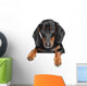 Miniature dachshund dog Wall Decal