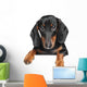Miniature dachshund dog Wall Decal