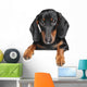 Miniature dachshund dog Wall Decal