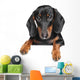 Miniature dachshund dog Wall Decal