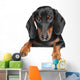 Miniature dachshund dog Wall Decal