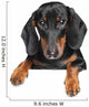 Miniature dachshund dog Wall Decal