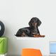 Miniature Dachshund Dog Wall Decal