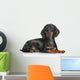 Miniature Dachshund Dog Wall Decal