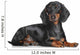 Miniature Dachshund Dog Wall Decal