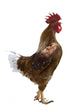 Rooster Gallo Wall Decal