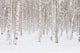 Winter Trees