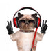 Cat Headphones