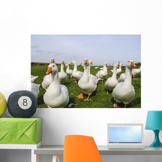 White Ducks Wall Mural