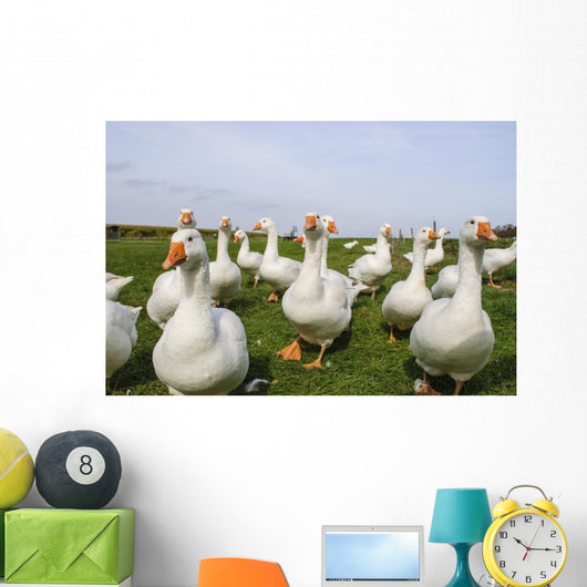 White Ducks Wall Mural
