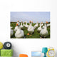White Ducks Wall Mural
