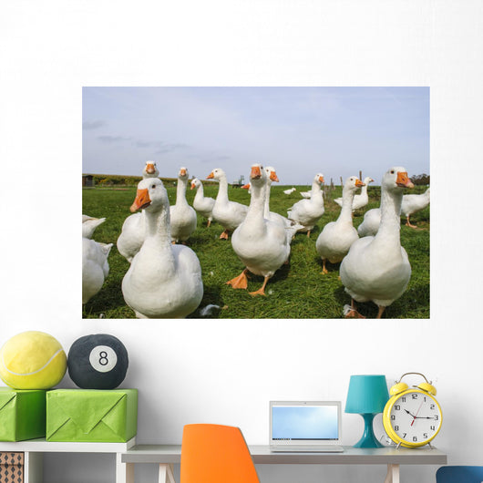 White Ducks Wall Mural