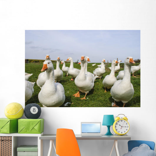 White Ducks Wall Mural