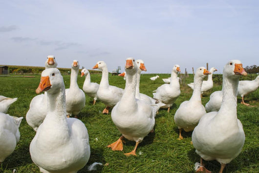 White Ducks Wall Mural