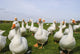 White Ducks Wall Mural