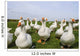 White Ducks Wall Mural
