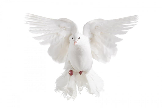 Flying Dove Wall Decal