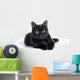Black Cat Lying White Wall Mural