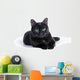 Black Cat Lying White Wall Mural