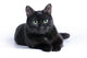 Black Cat Lying White Wall Mural