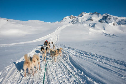Dog sledding tour in Tasiilaq, Greenland Wall Mural