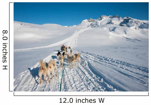 Dog sledding tour in Tasiilaq, Greenland Wall Mural