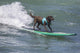 Surf Dog