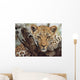 Big Cat Wall Mural