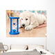 labrador retriever puppy Wall Mural