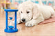 labrador retriever puppy Wall Mural