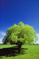 Tree In The Middle Of A Field Wall Mural