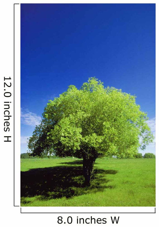 Tree In The Middle Of A Field Wall Mural