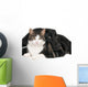 Portrait Cat and Dog
