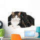 Portrait Cat and Dog